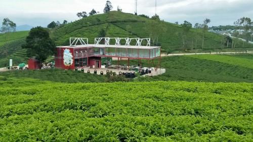 Explore Vietnam’s first tea museum