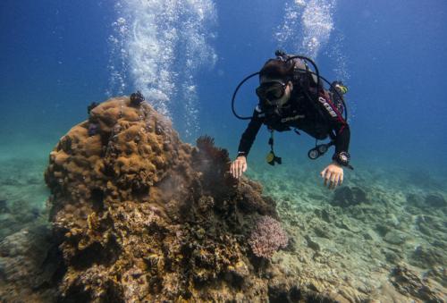 Nha Trang stops scuba diving tourism at places that are harmful to corals